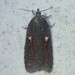 Acleris bowmanana - Photo (c) Louis Imbeau, some rights reserved (CC BY), uploaded by Louis Imbeau