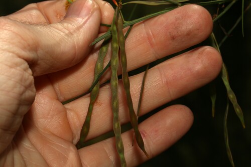 Image of Acacia extensa by (c) Greg Tasney, some rights reserved (CC BY-SA)