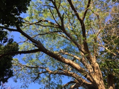 Enterolobium cyclocarpum