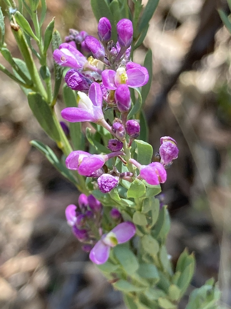 Comesperma sylvestre