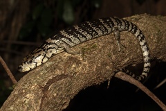 Pink-Tongued Lizard photo 2