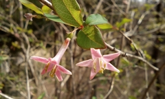 Lonicera gracilipes