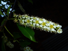 Prunus serotina