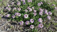 Glandularia canadensis