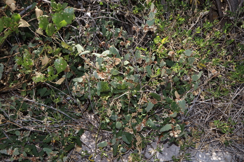 Image of Lasiopetalum discolor by (c) Thomas Mesaglio, some rights reserved (CC BY)