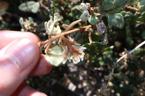 Image of Lasiopetalum discolor by (c) Thomas Mesaglio, some rights reserved (CC BY)