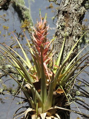 Tillandsia bourgaei