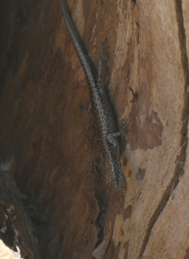 Ragged Snake-eyed Skink from Lascelles VIC 3487, Australia on October ...