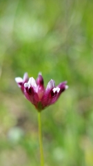 Trifolium depauperatum