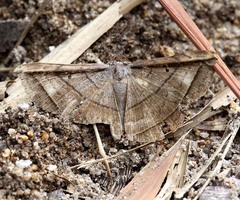 Entomogramma fautrix