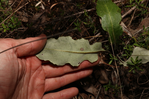 Image of Trichocline spathulata by (c) Greg Tasney, some rights reserved (CC BY-SA)
