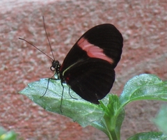 Heliconius erato hydara