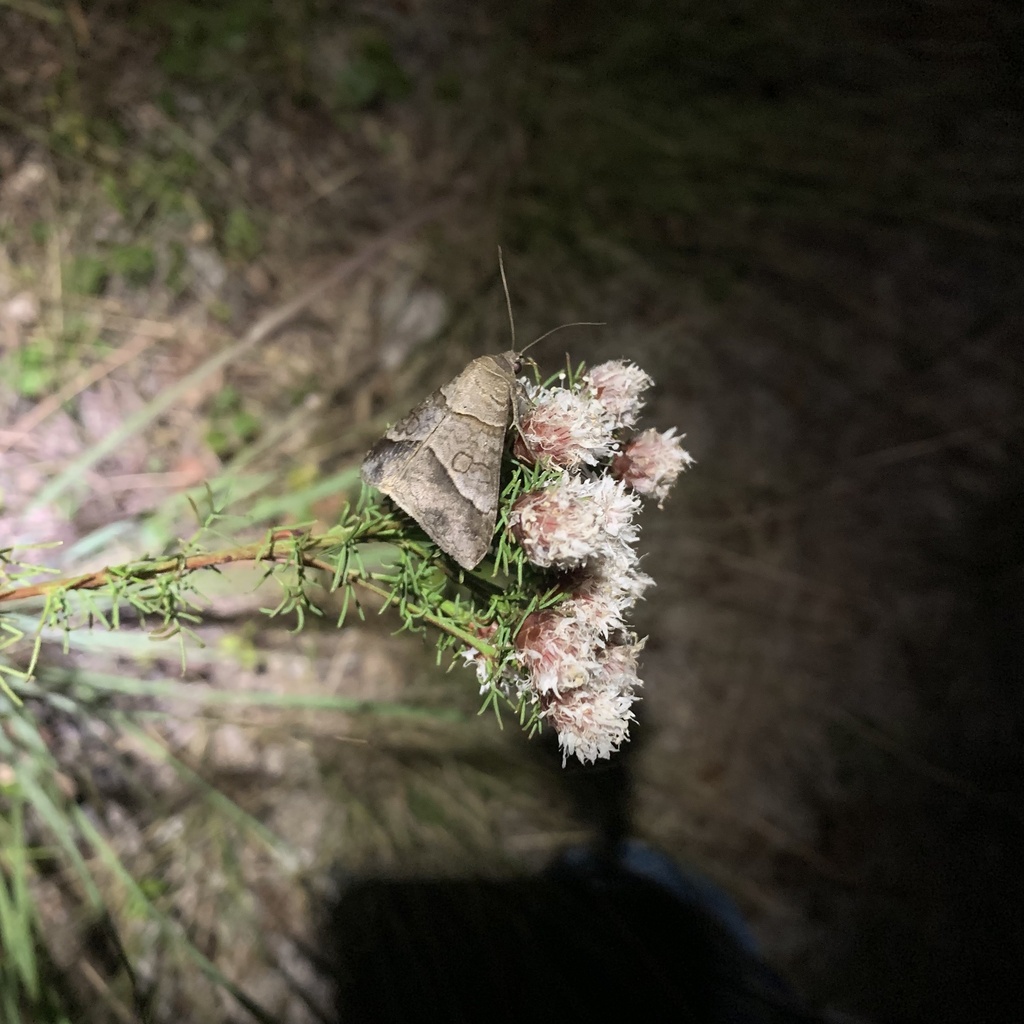 Small Mocis Moth From Marjorie Harris Carr Cross Florida Greenway   Large 