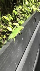 Iguana iguana