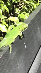 Iguana iguana