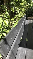 Iguana iguana
