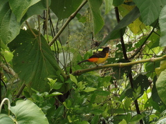 Ramphocelus flammigerus flammigerus