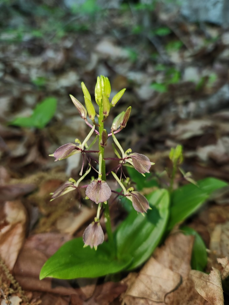 large twayblade in May 2023 by Jim Natale · iNaturalist