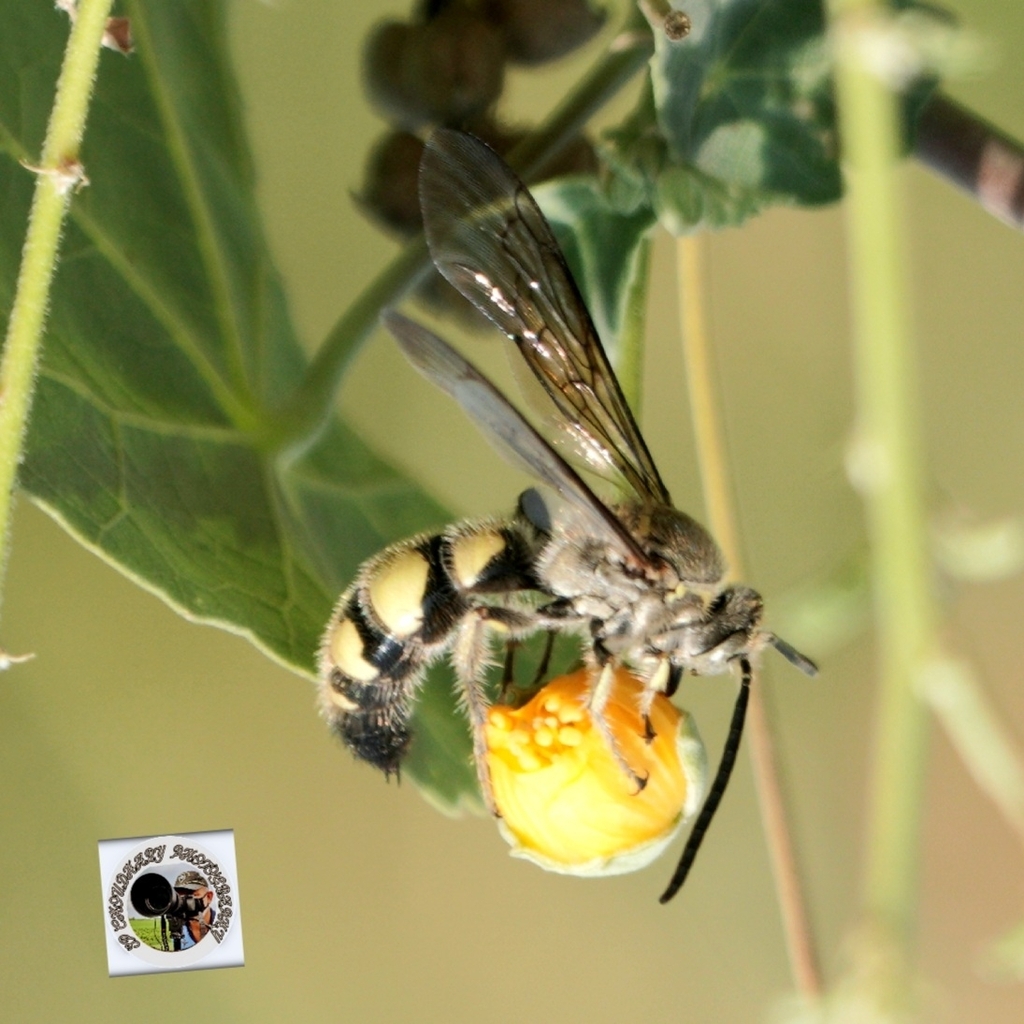 Campsomeriella collaris from Gaur Yamuna City on October 24, 2023 at 12