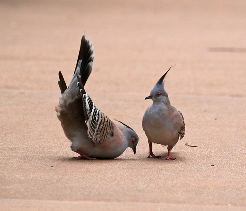 Crested Pigeon, photo 9 of 9