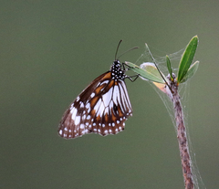 Danaus affinis affinis