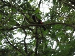 Ramphocelus flammigerus flammigerus