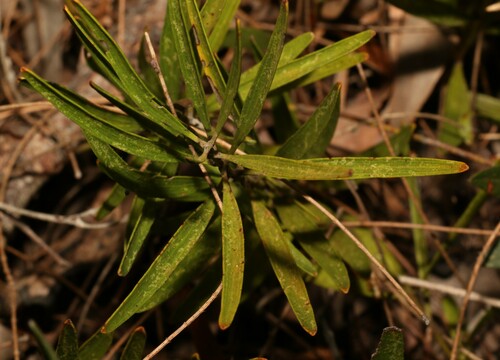 Image of Adenanthos barbiger by (c) Greg Tasney, some rights reserved (CC BY-SA)