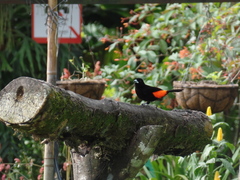 Ramphocelus flammigerus flammigerus