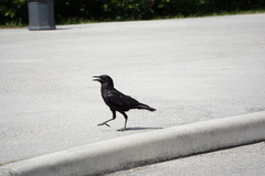 Corvus brachyrhynchos image