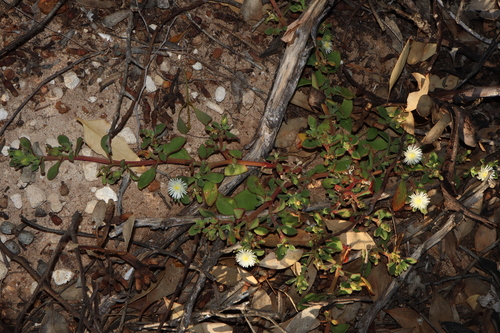 Image of Coast Solfig (Mesembryanthemum aitonis) by (c) Thomas Mesaglio, some rights reserved (CC BY)