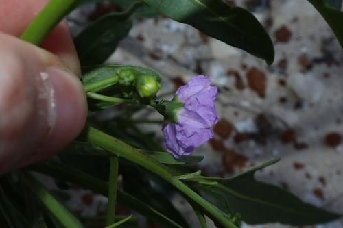 Image of Solanum symonii by (c) Thomas Mesaglio, some rights reserved (CC BY)