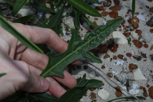 Image of Solanum symonii by (c) Thomas Mesaglio, some rights reserved (CC BY)