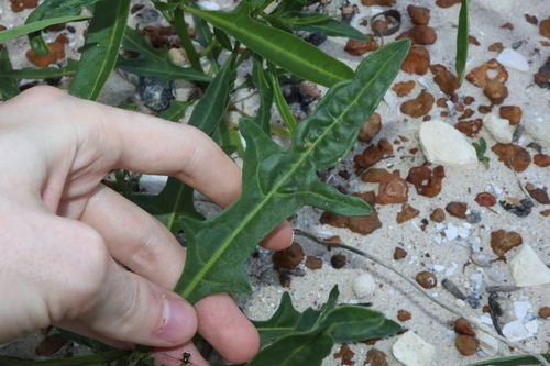 Image of Solanum symonii by (c) Thomas Mesaglio, some rights reserved (CC BY)