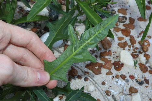 Image of Solanum symonii by (c) Thomas Mesaglio, some rights reserved (CC BY)