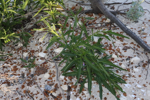 Image of Solanum symonii by (c) Thomas Mesaglio, some rights reserved (CC BY)