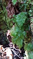 Hymenophyllum flabellatum image