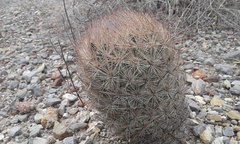Echinomastus durangensis