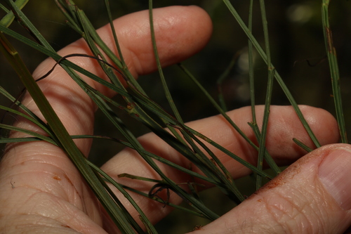 Image of Acacia extensa by (c) Greg Tasney, some rights reserved (CC BY-SA)
