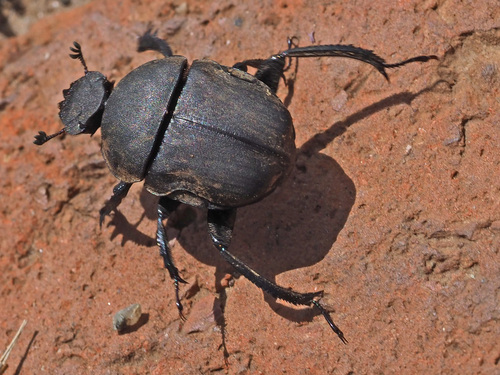 Allogymnopleurus