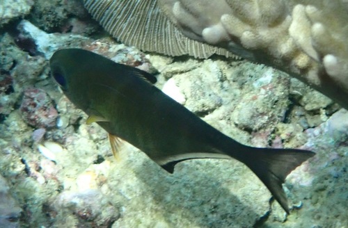 Vanikoro Sweeper — seen at this dive site