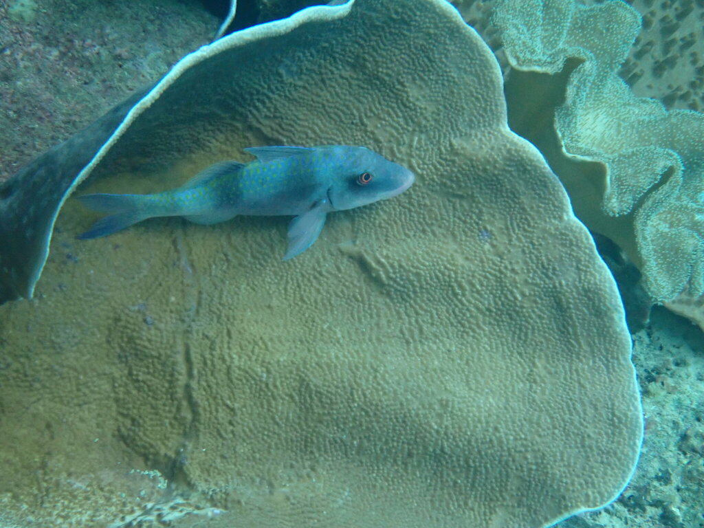 Doublebar Goatfish (Parupeneus crassilabris) - recorded at White Arrow