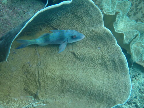 Doublebar Goatfish — seen at this dive site