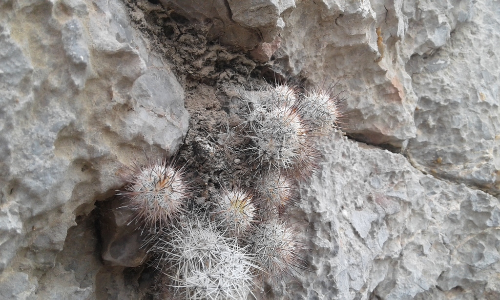 Mammillaria pottsii, Lerdo, Dgo., México