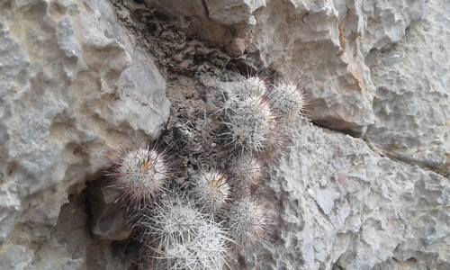 Mammillaria pottsii