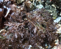 Odonthalia floccosa