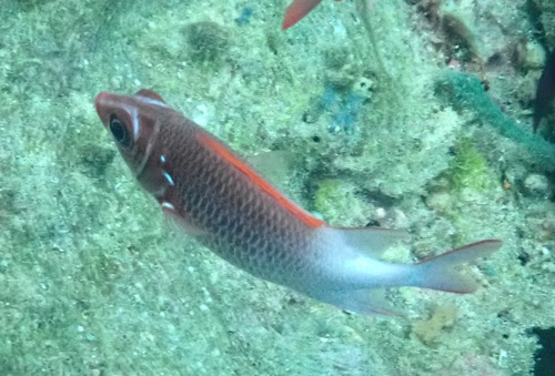 Tailspot Squirrelfish — seen at this dive site