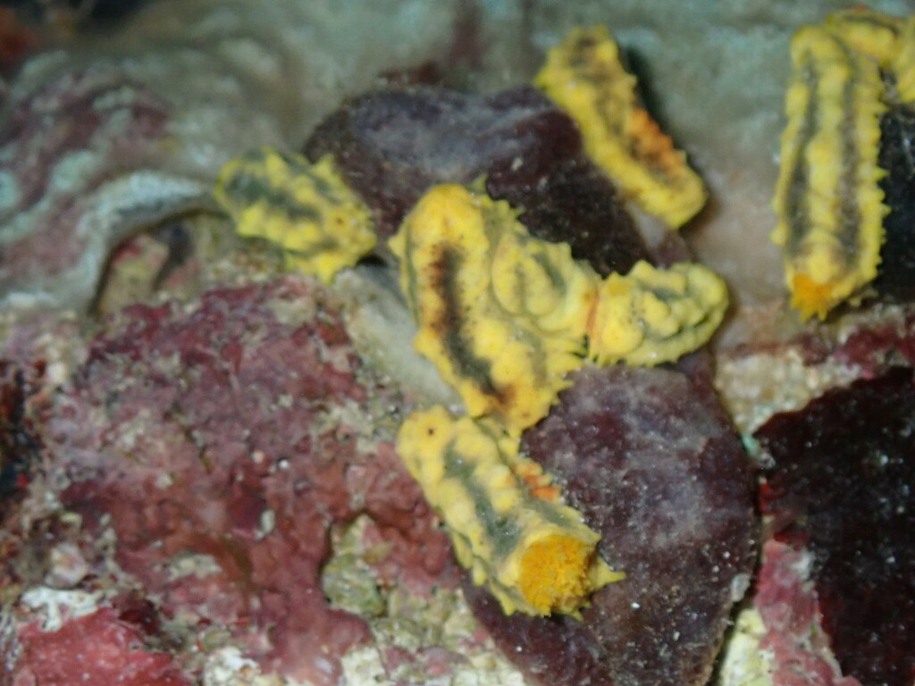 Robust Sea Cucumber