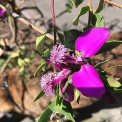 Polygala × dalmaisiana