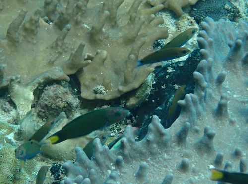 Moon Wrasse — seen at this dive site