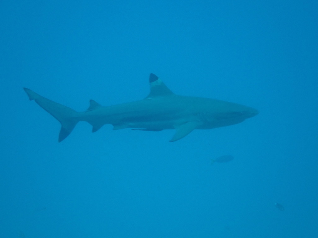 Blacktip Reef Shark (Carcharhinus melanopterus) - recorded at Passage